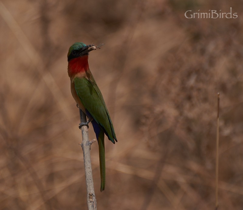 Red-throated Bee-eater - ML615537095