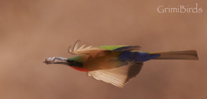 Red-throated Bee-eater - ML615537096