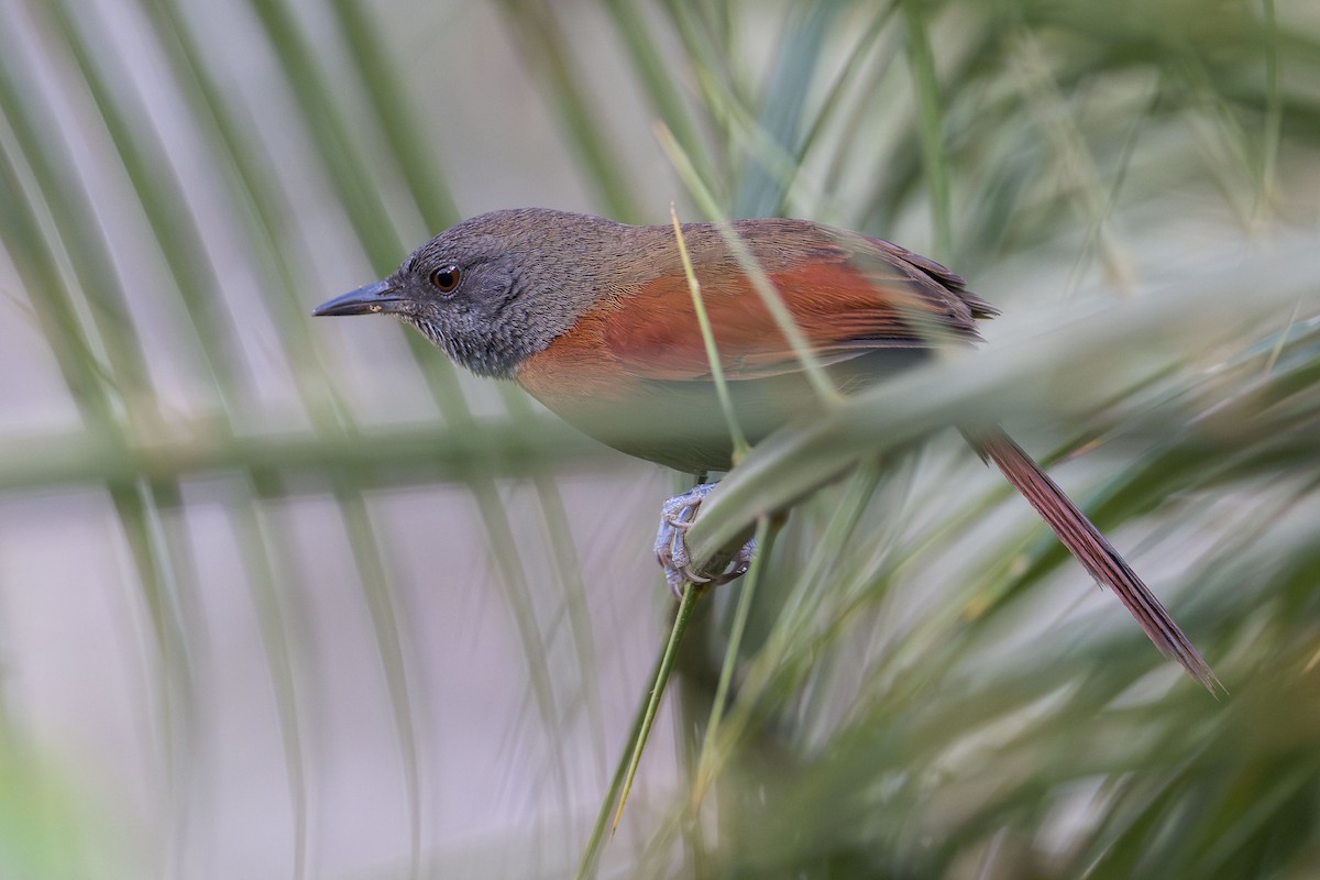 Rufous-breasted Spinetail - ML615537156