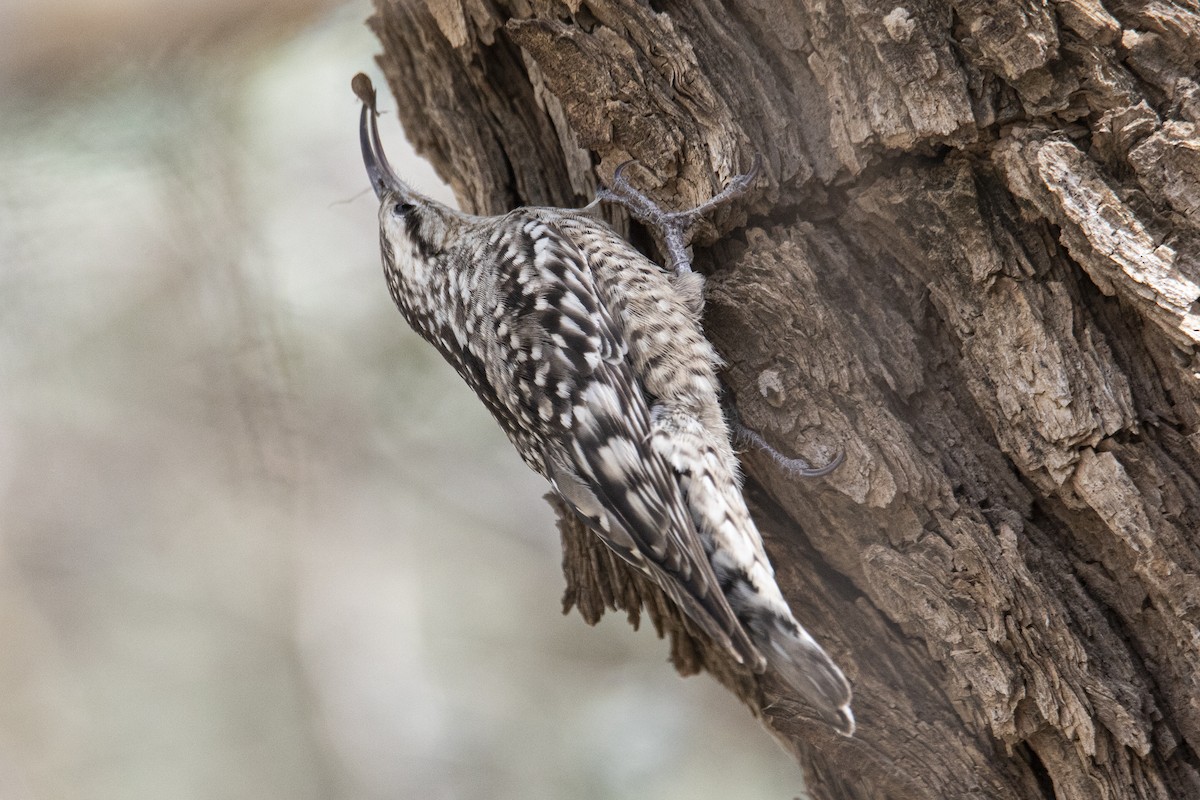 Indian Spotted Creeper - ML615537158