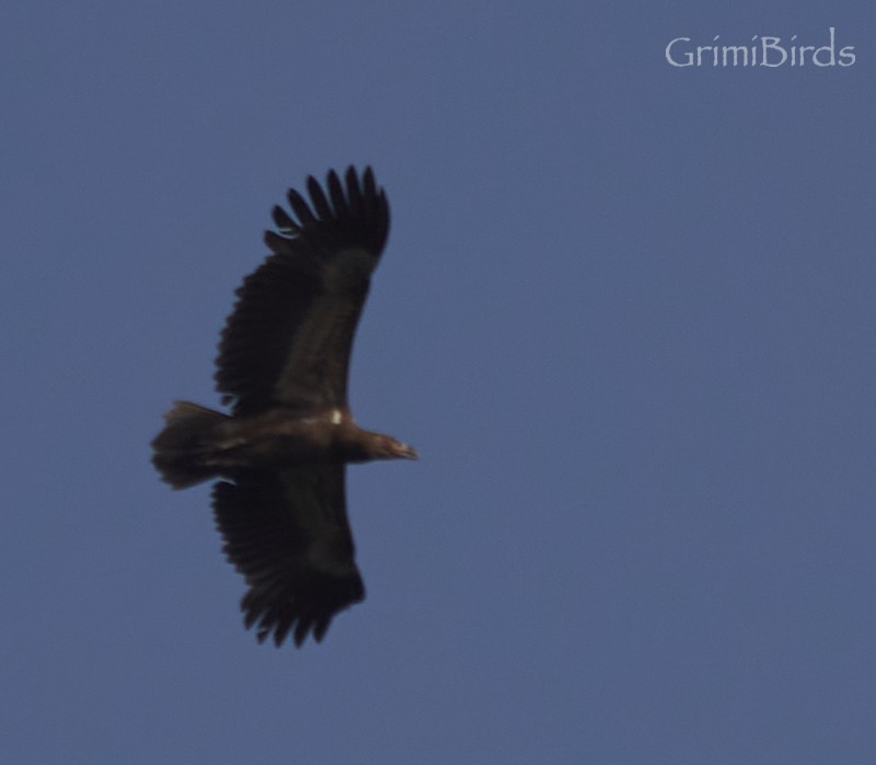 Palm-nut Vulture - Ramon Grimalt