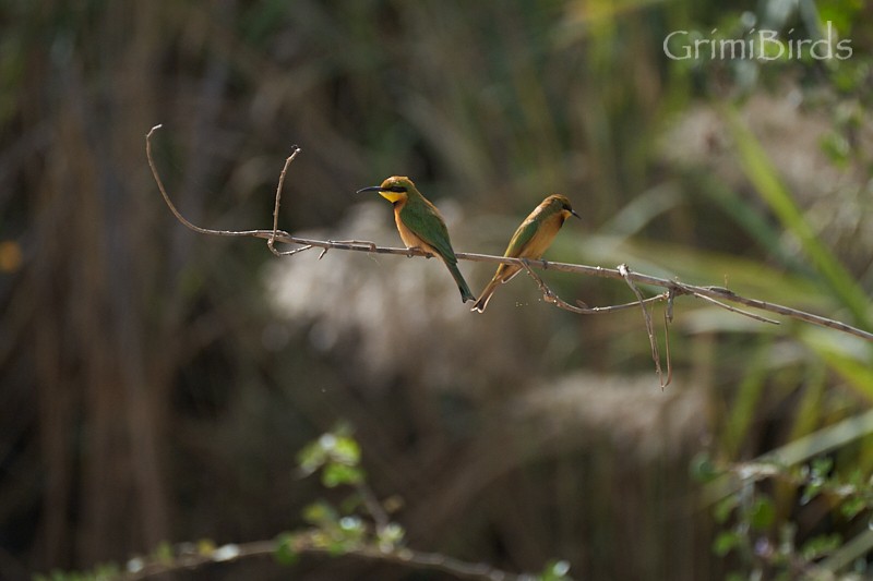 Little Bee-eater - Ramon Grimalt