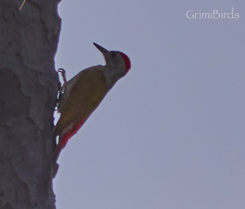 African Gray Woodpecker - ML615537237