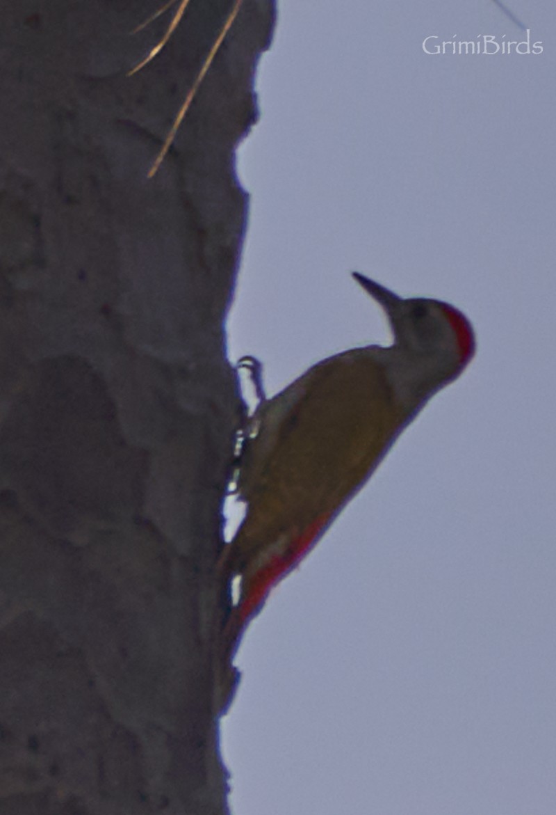 African Gray Woodpecker - ML615537238