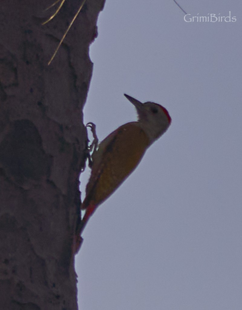 African Gray Woodpecker - ML615537240