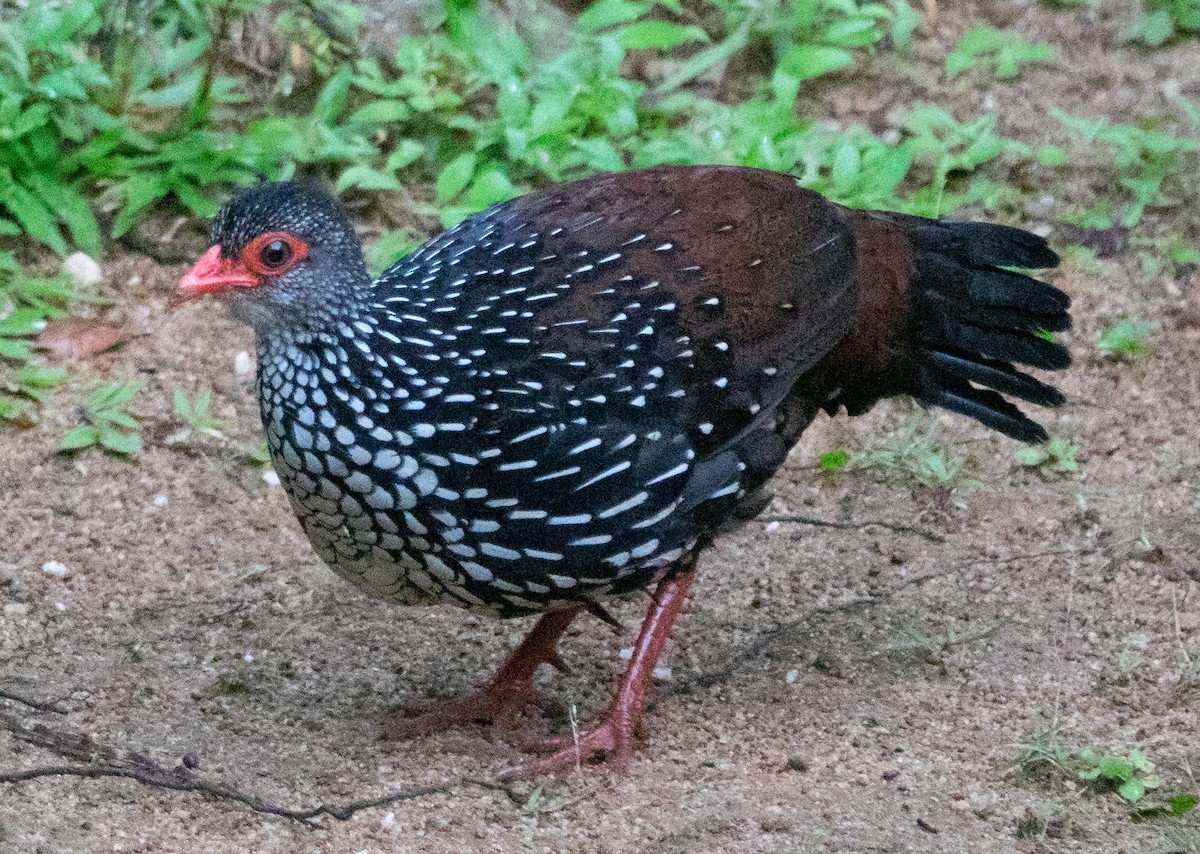 Цейлонская шпорцевая курица - ML615537290