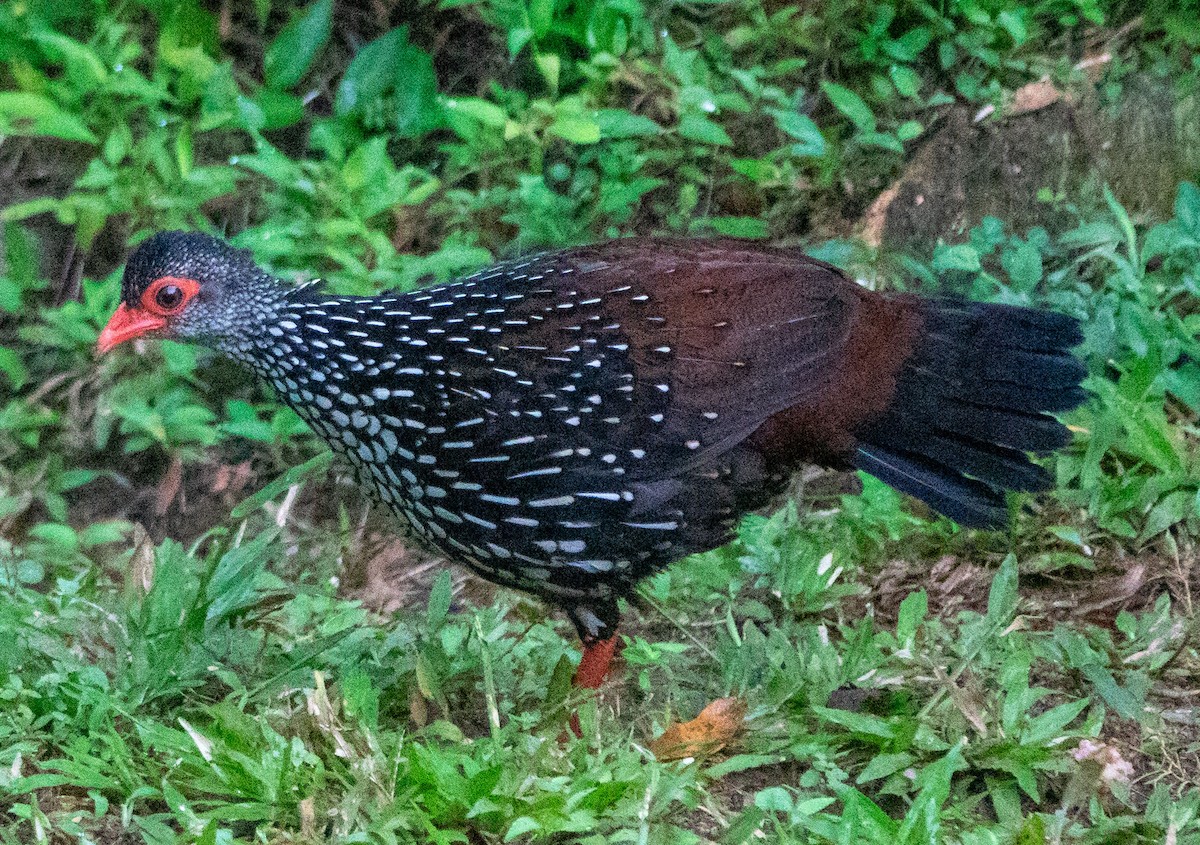 Цейлонская шпорцевая курица - ML615537291