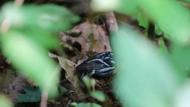 Black-and-white Warbler - ML615537308
