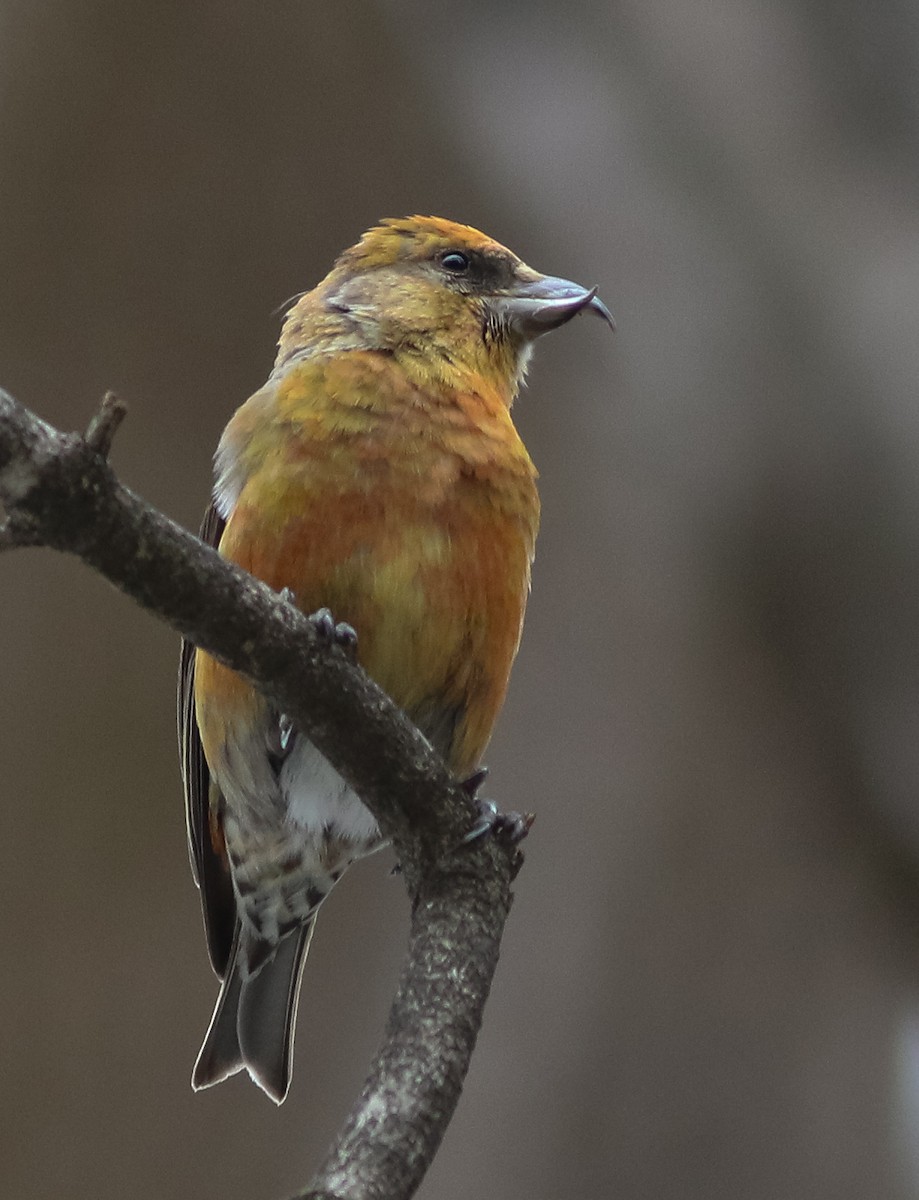 Red Crossbill - Lewis Grove