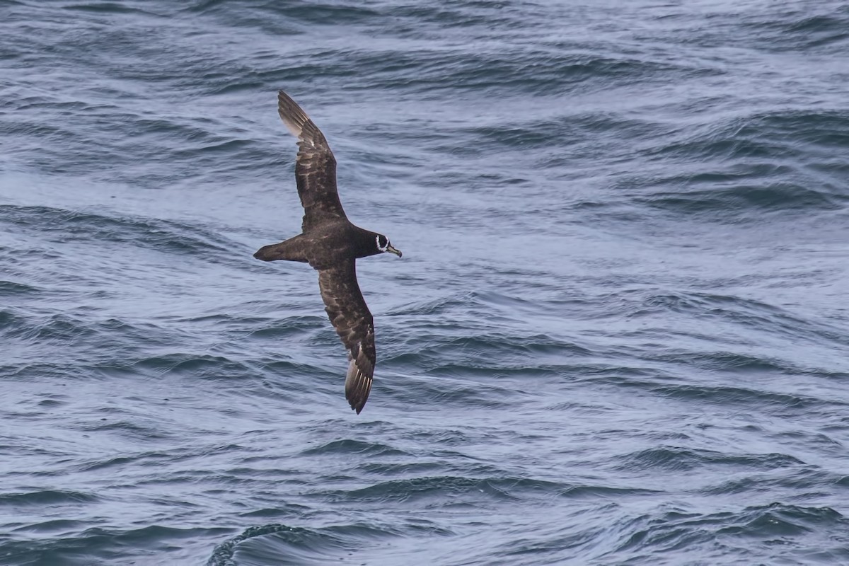 Spectacled Petrel - ML615537496