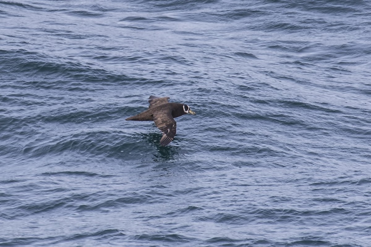 Spectacled Petrel - ML615537497
