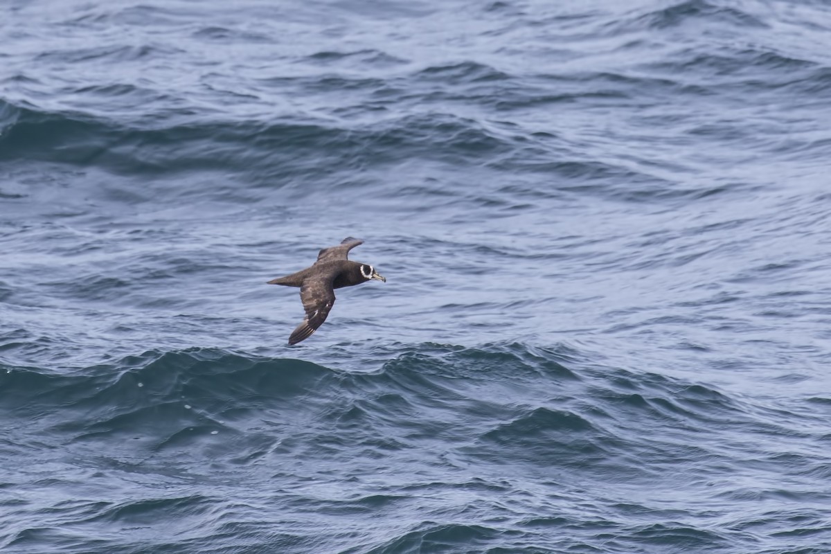 Spectacled Petrel - ML615537498