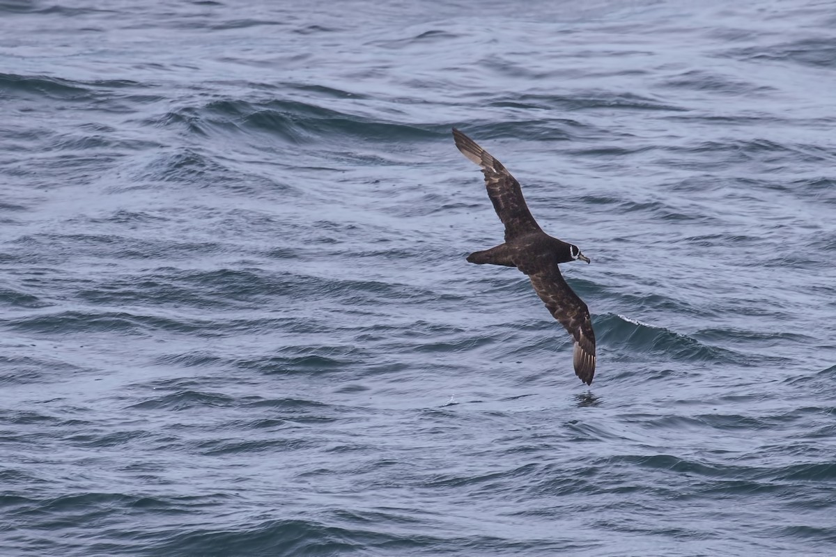 Spectacled Petrel - ML615537499