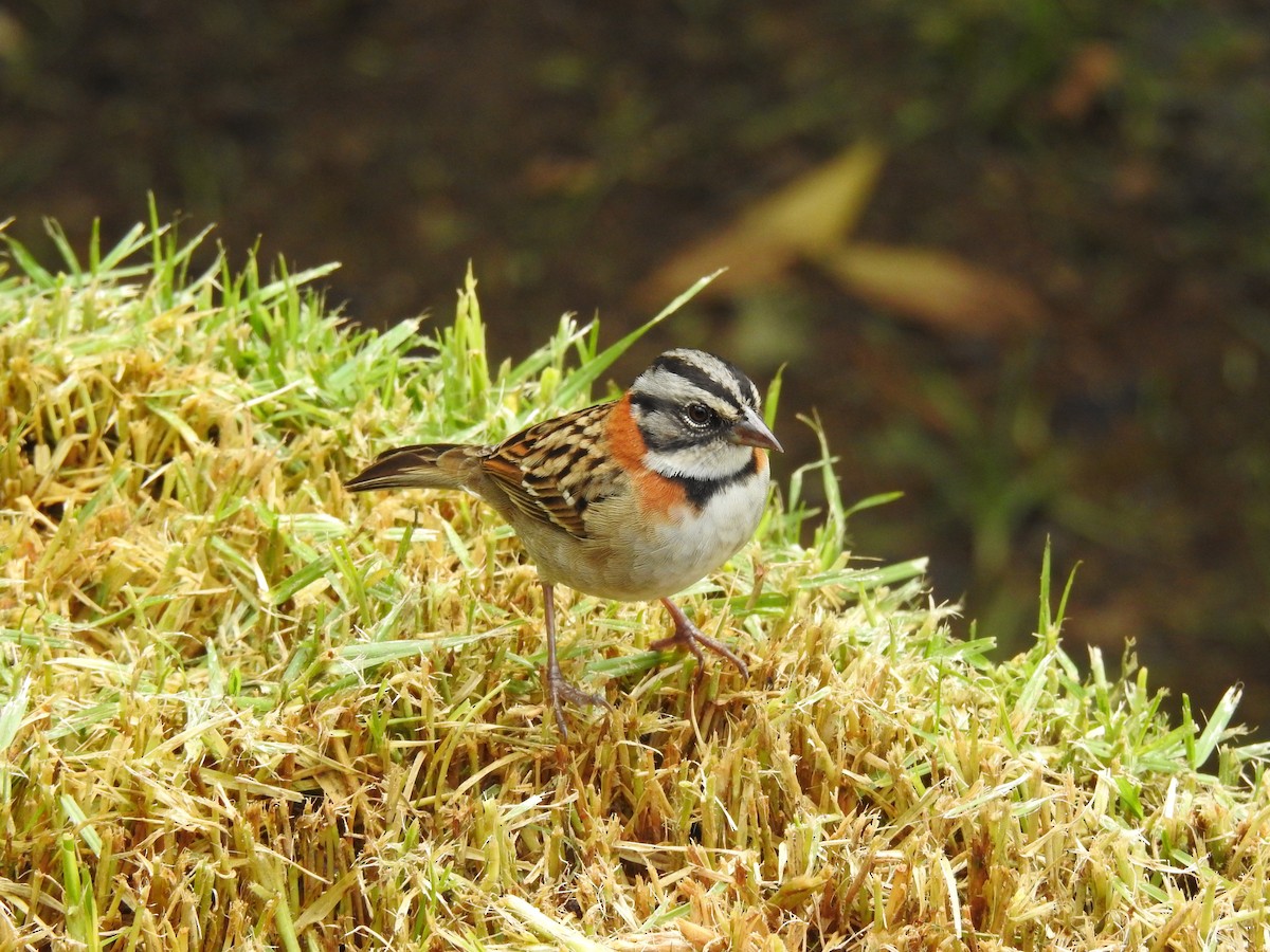 Rufous-collared Sparrow - ML615537559