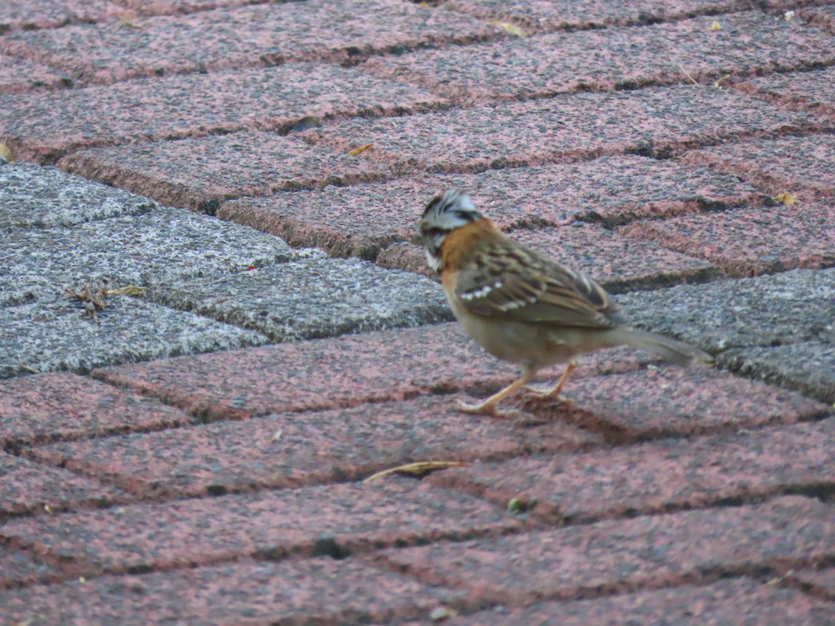 Rufous-collared Sparrow - ML615537628