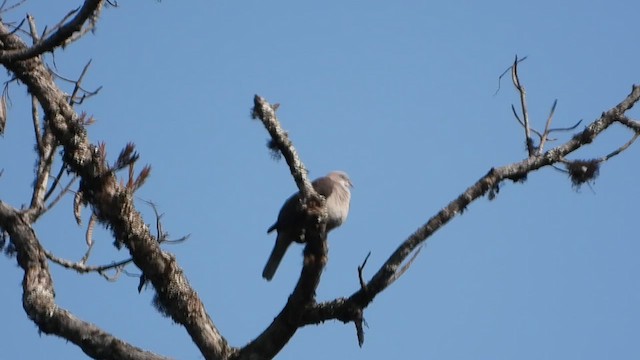 Mountain Imperial-Pigeon - ML615537752