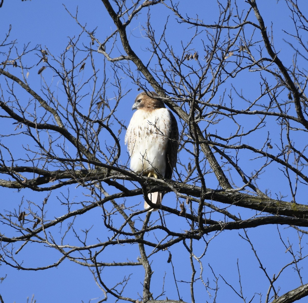 Red-tailed Hawk - ML615537775