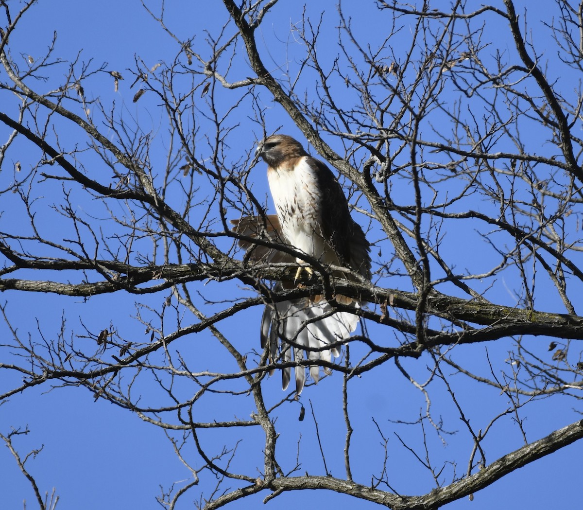 Red-tailed Hawk - ML615537841