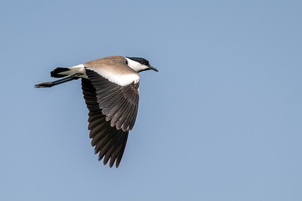 Spur-winged Lapwing - ML615537973