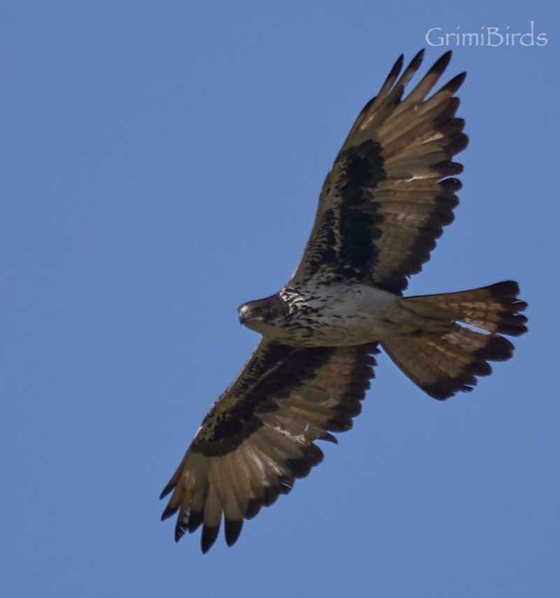 African Hawk-Eagle - Ramon Grimalt