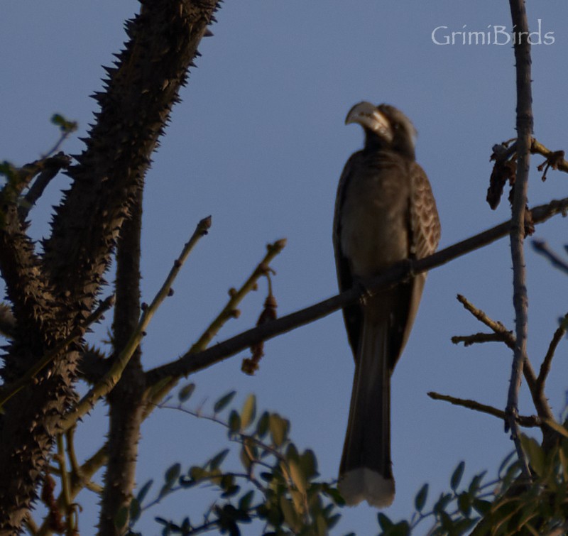 African Gray Hornbill - ML615538290