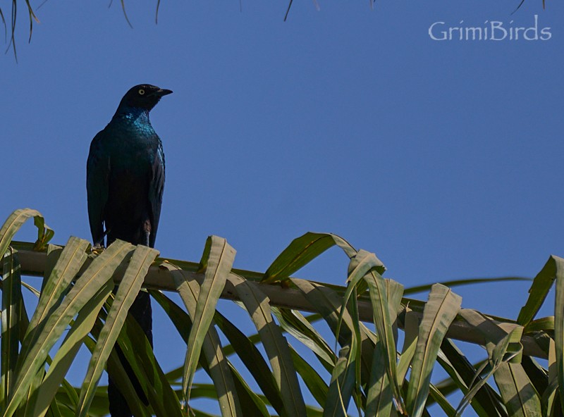 Long-tailed Glossy Starling - ML615538334