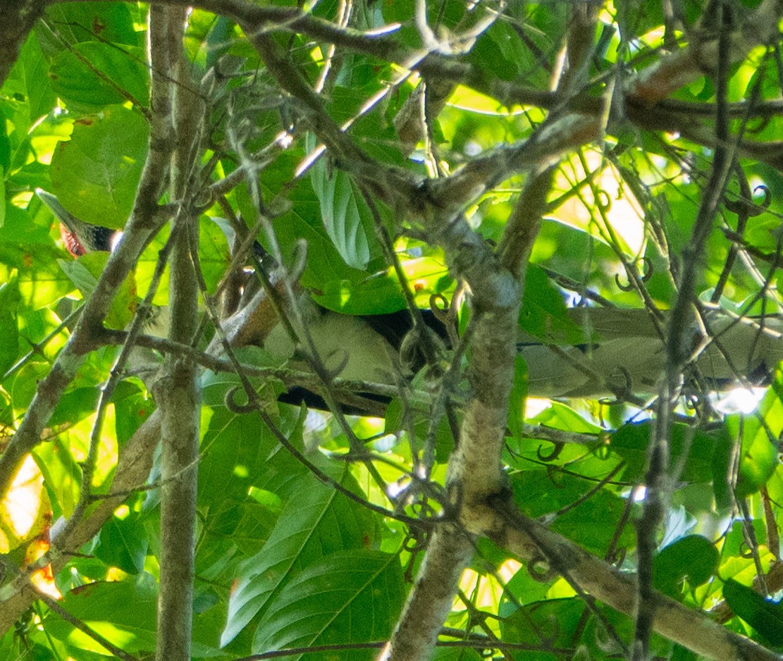 Red-faced Malkoha - ML615538369