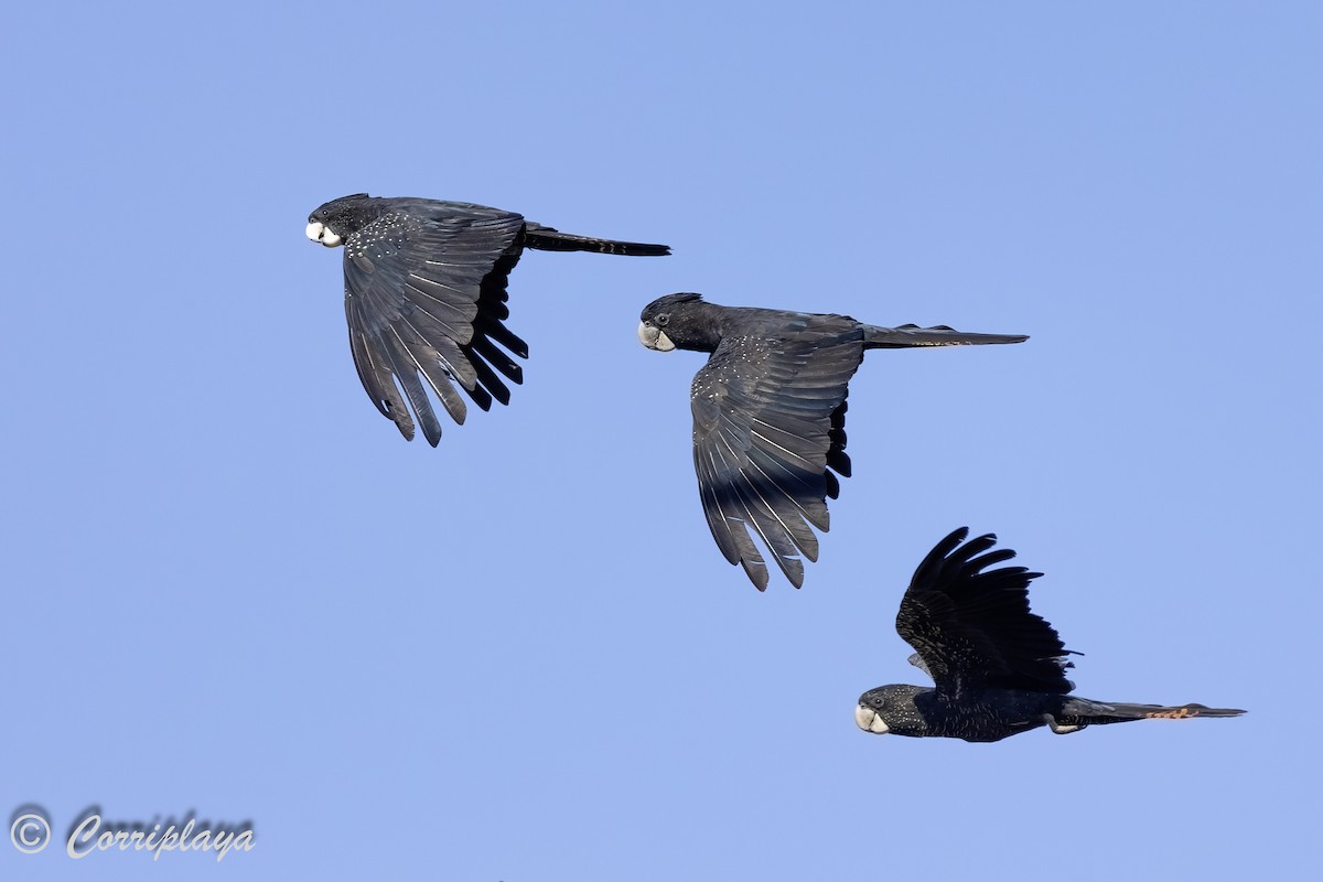 Red-tailed Black-Cockatoo - ML615538404