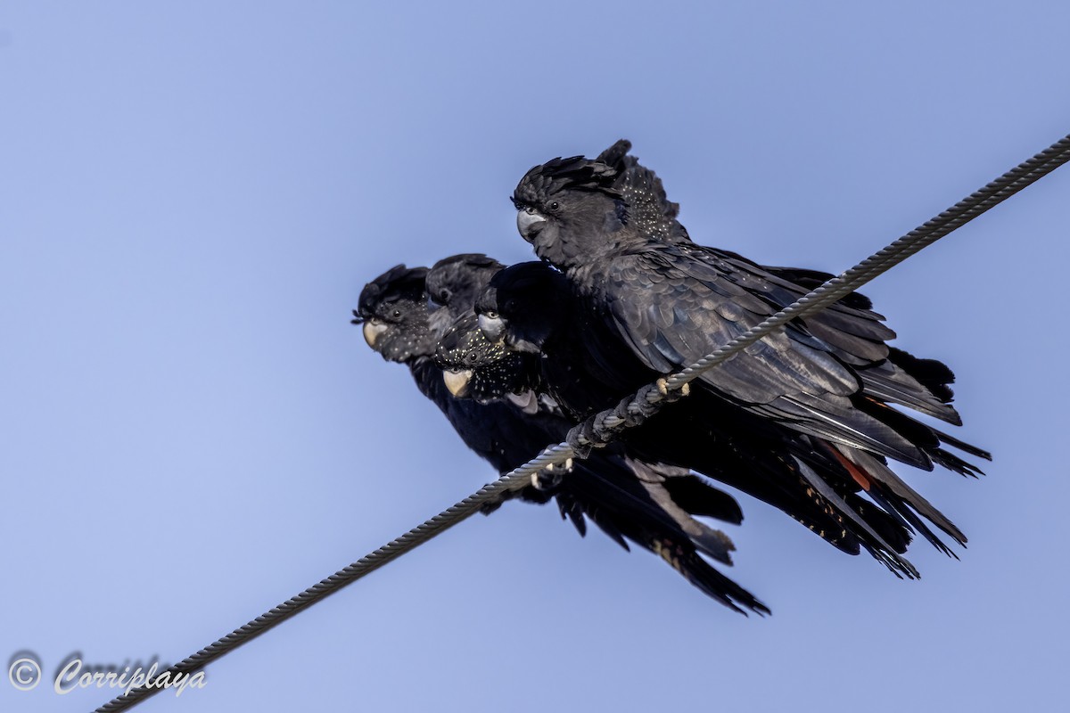 Red-tailed Black-Cockatoo - ML615538405