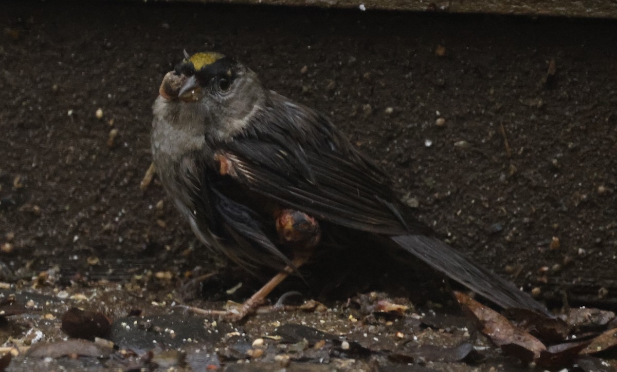 Golden-crowned Sparrow - ML615538553