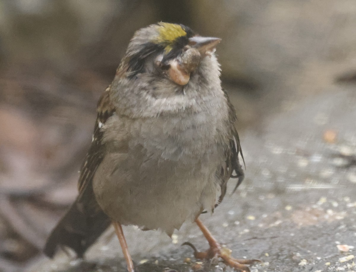 Golden-crowned Sparrow - ML615538557