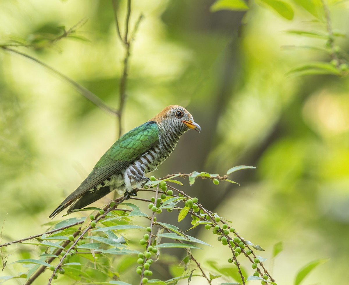 Asian Emerald Cuckoo - BIPLAB BANERJEE