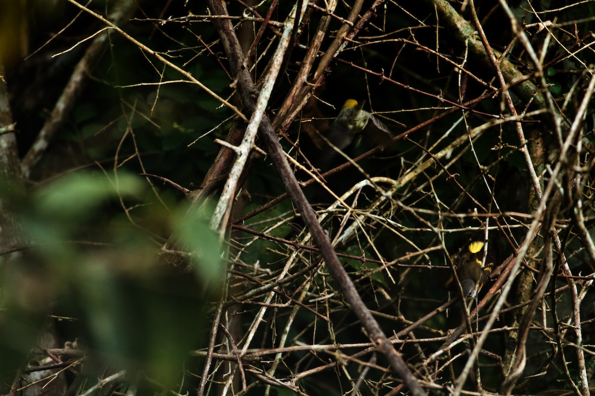 Yellow-headed Warbler - Erik Groth-Andersen