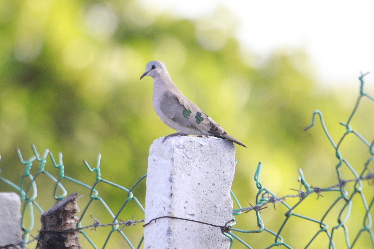 Emerald-spotted Wood-Dove - ML615538922