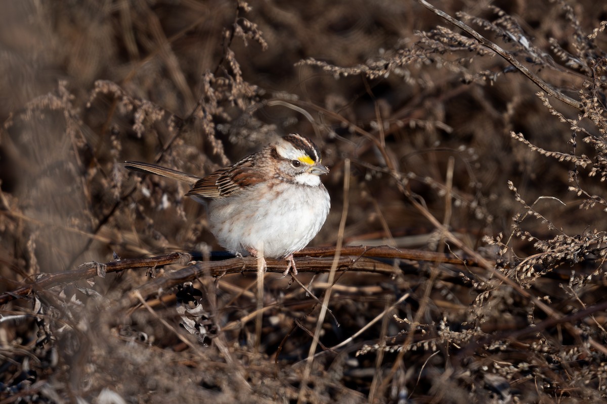White-throated Sparrow - ML615539067