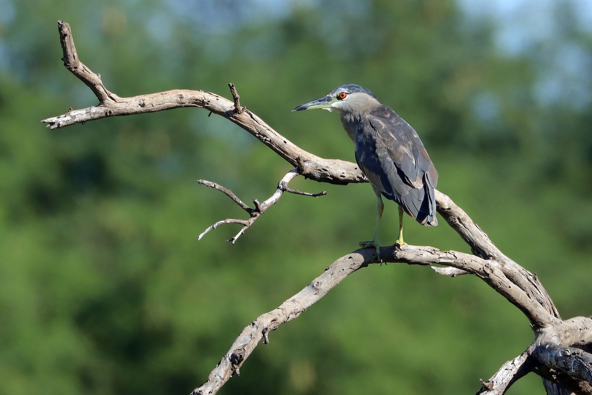 Black-crowned Night Heron - Cindy Krasniewicz