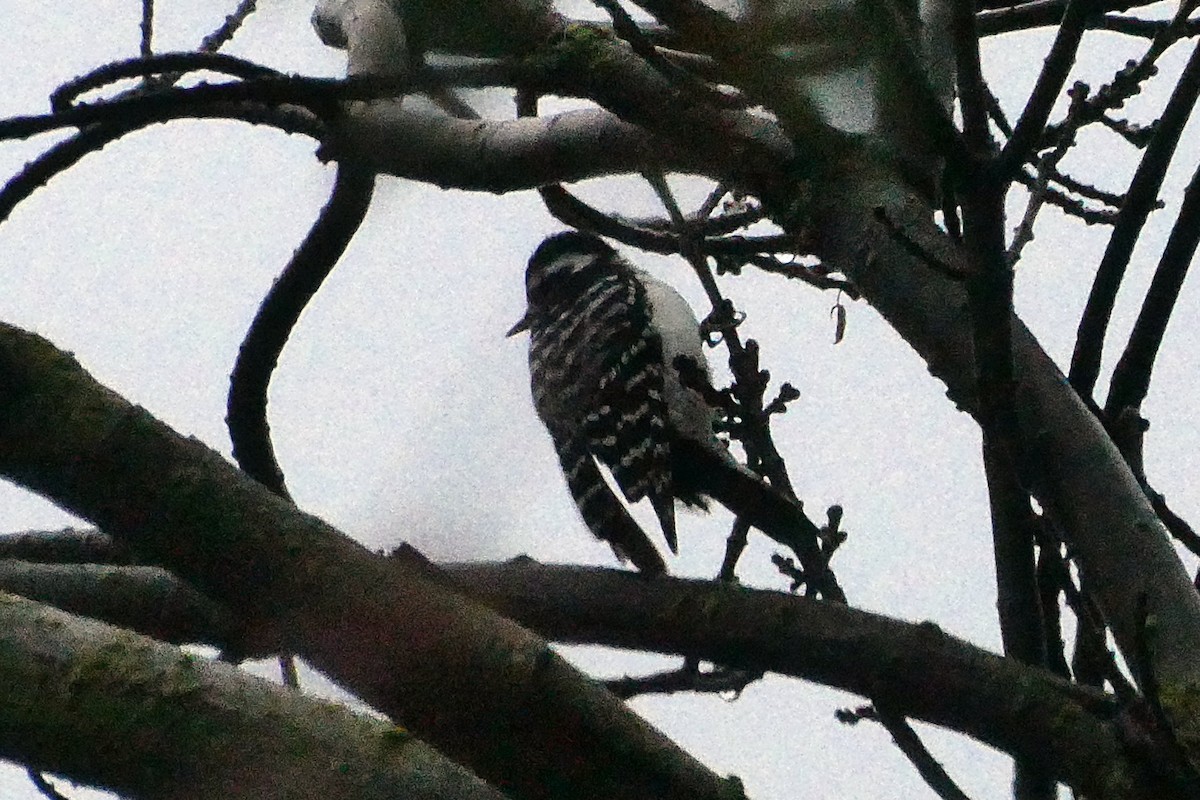 Downy x Nuttall's Woodpecker (hybrid) - ML615539285