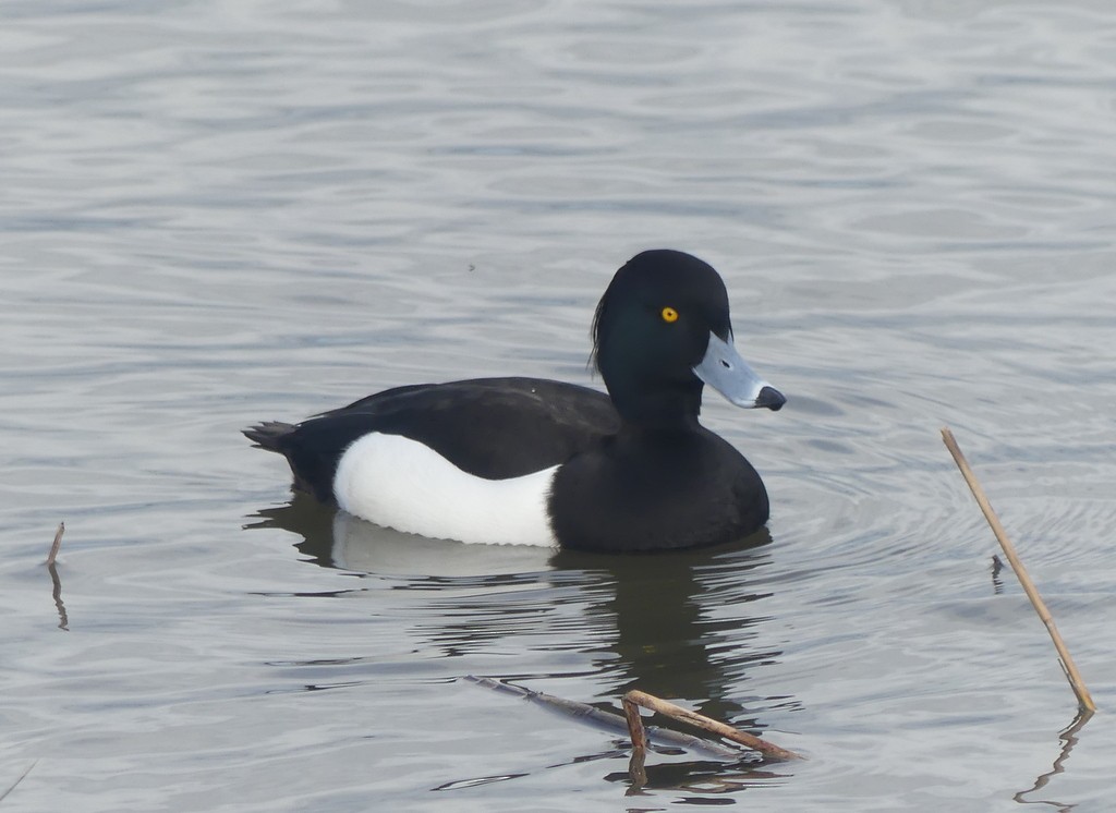 Tufted Duck - ML615539454