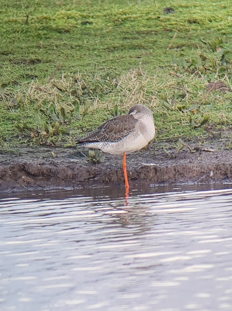 Spotted Redshank - ML615539462