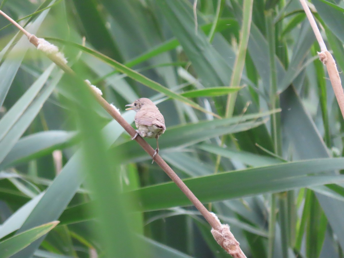 Common Reed Warbler - ML615539563