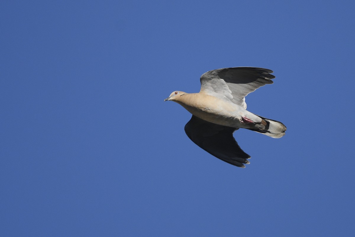 White-winged Dove - ML615539722