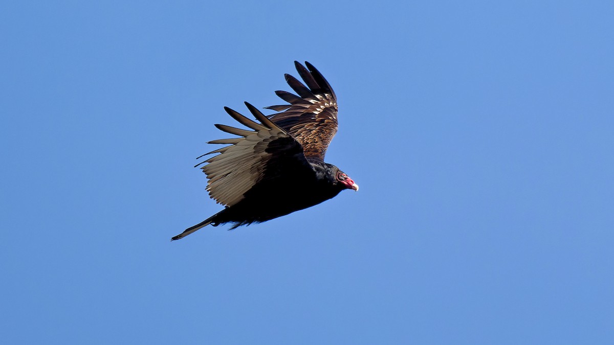 Turkey Vulture - ML615539799
