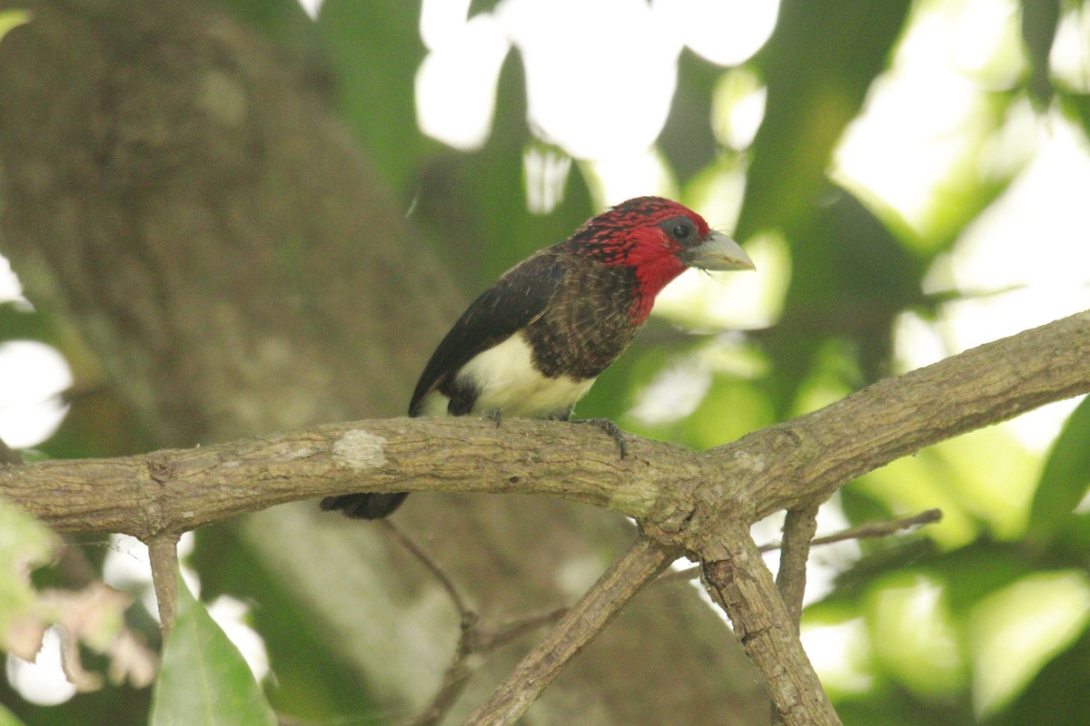 Brown-breasted Barbet - James Apolloh ~Freelance Tour Guide