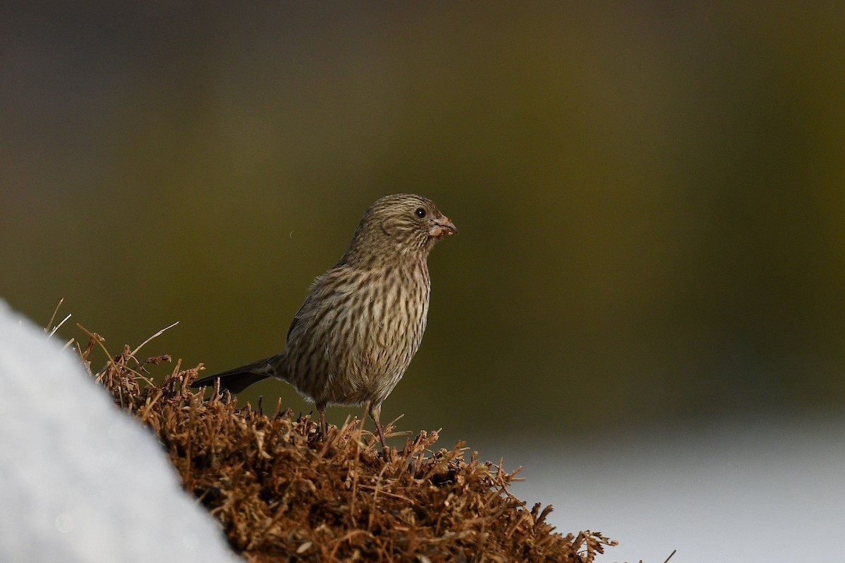 Red-mantled Rosefinch - ML615539869