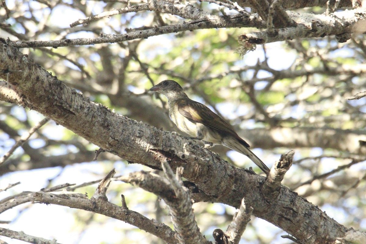 Scaly-throated Honeyguide - James Apolloh ~Freelance Tour Guide