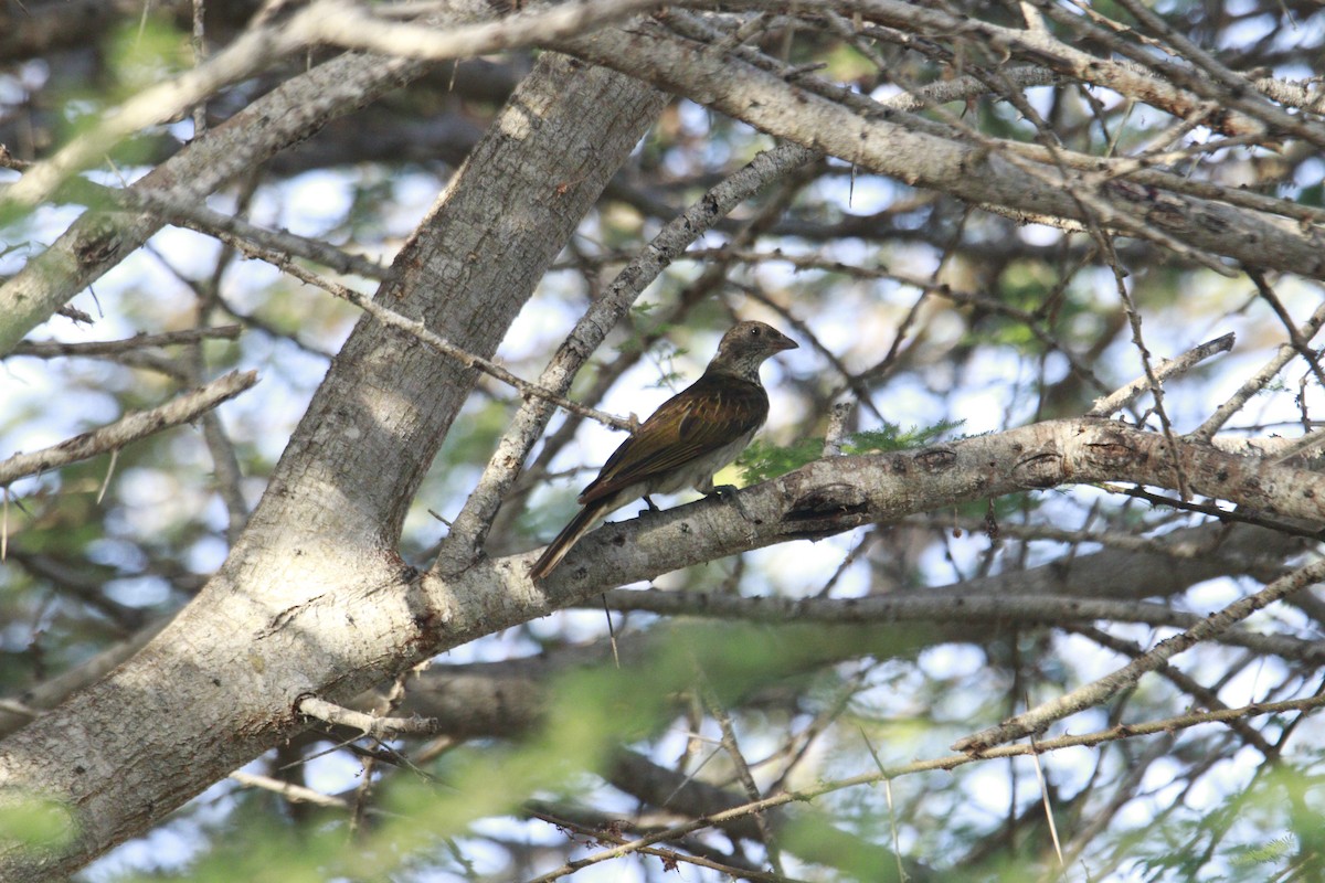 Scaly-throated Honeyguide - James Apolloh ~Freelance Tour Guide
