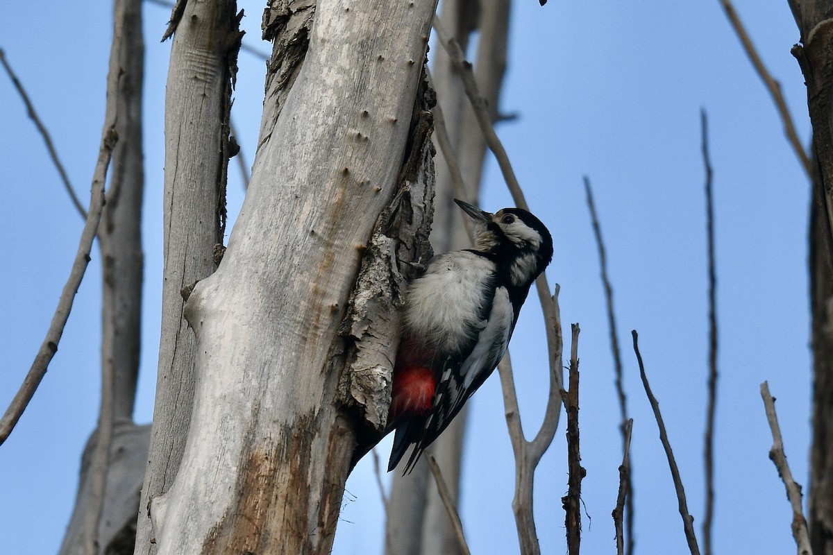 White-winged Woodpecker - Jacques Erard