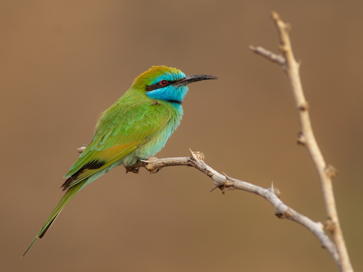 Arabian Green Bee-eater - Zsombor Károlyi