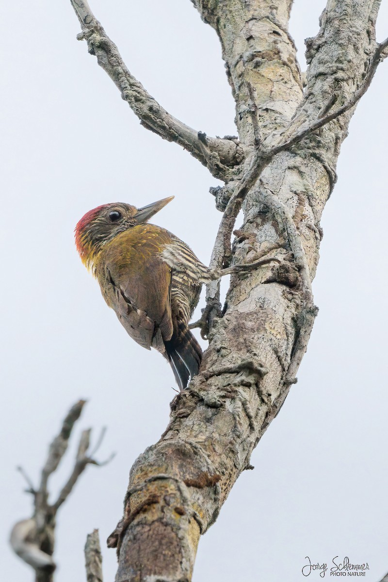 Golden-collared Woodpecker - Jorge Claudio Schlemmer