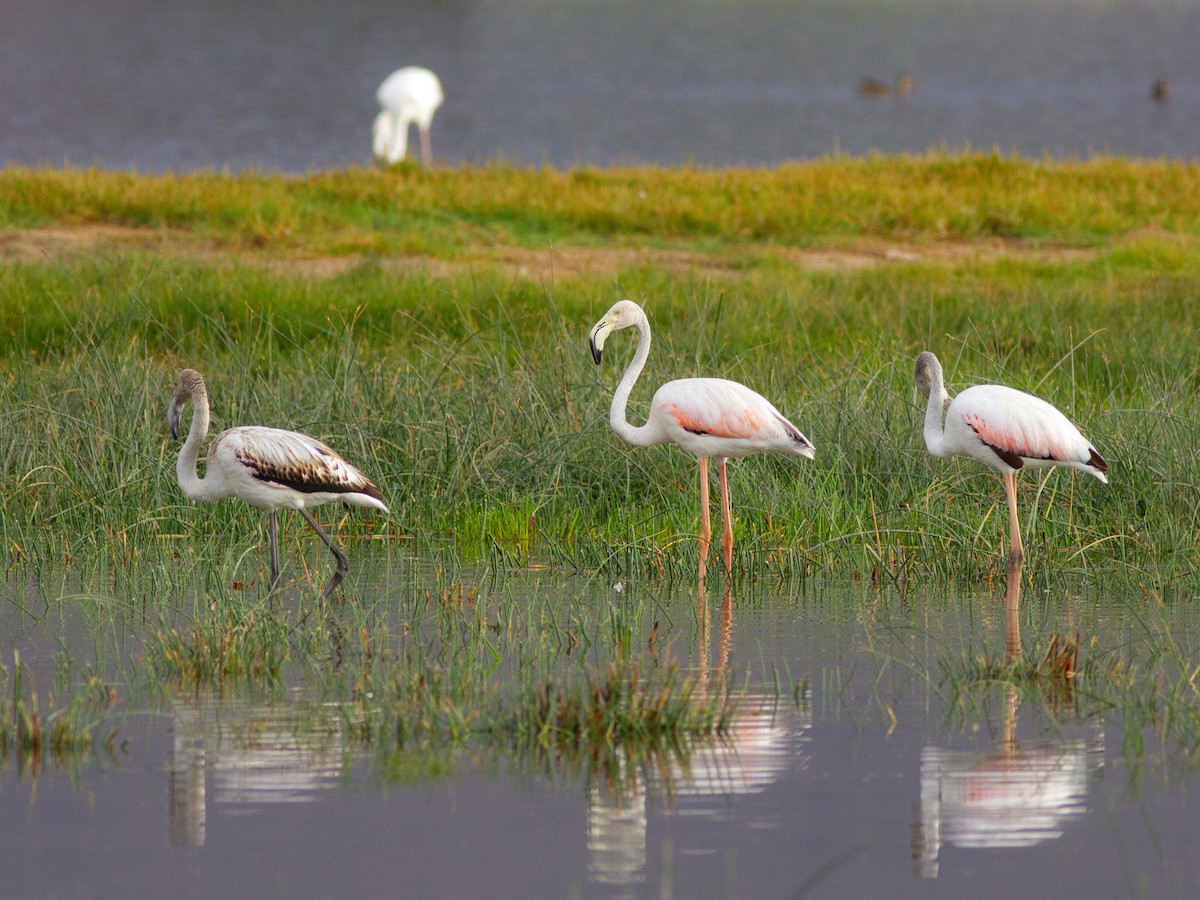 Greater Flamingo - ML615540438